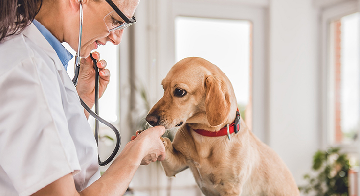 জিয়াংসু ডিংশুন মেডিকেল পণ্য কোং, লি.